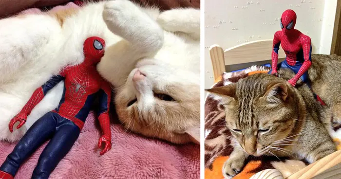 Spider-Man Is Actually A Cat Person