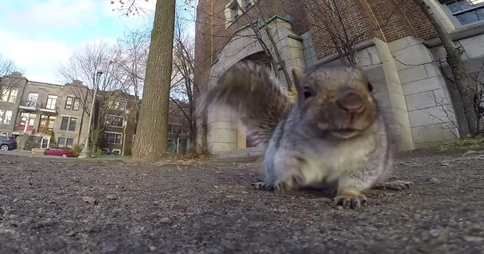 Squirrel Steals Man’s GoPro To Film Its Life In The Trees