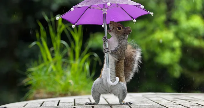 Photographer Gives Squirrel A Tiny Umbrella To Protect Itself From Rain
