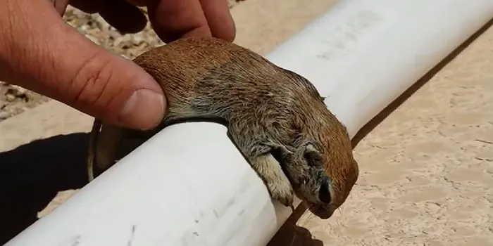 Pool Guy Saves Drowning Squirrel's Life With CPR