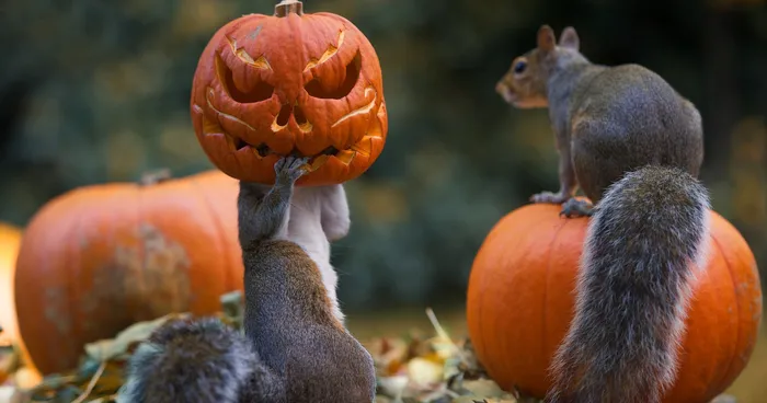 Squirrel Tries To Steal A Carved Pumpkin From Photographer's Backyard