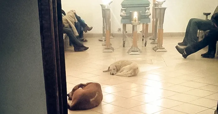 Stray Dogs Suddenly Show Up At Funeral Of Woman Who Spent Her Life Feeding Them