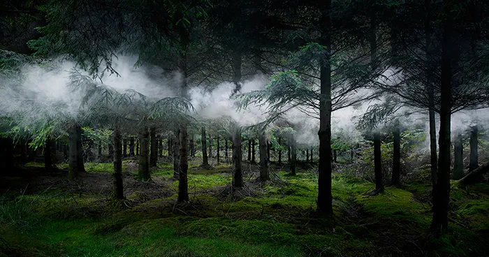 Artist Has Spent 7 Years Turning UK Forests Into Works Of Art