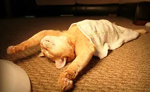 170 Sleepy Kittens Doing What They Do Best - Sleep