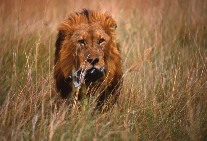 51 Animals That Want To Be Photographers