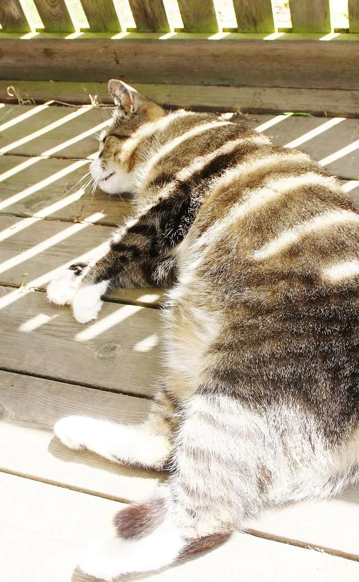 Nice Sunny-weather-cat In Sleep