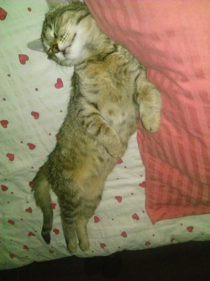 Sleeping Kitty