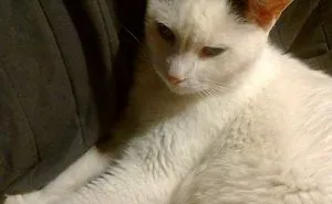 120 Of The Oldest Cats Adopted By People With The Biggest Hearts