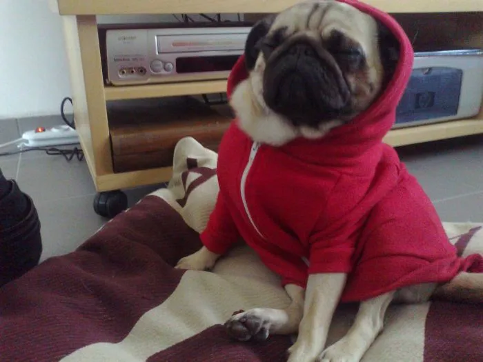 #puglife
