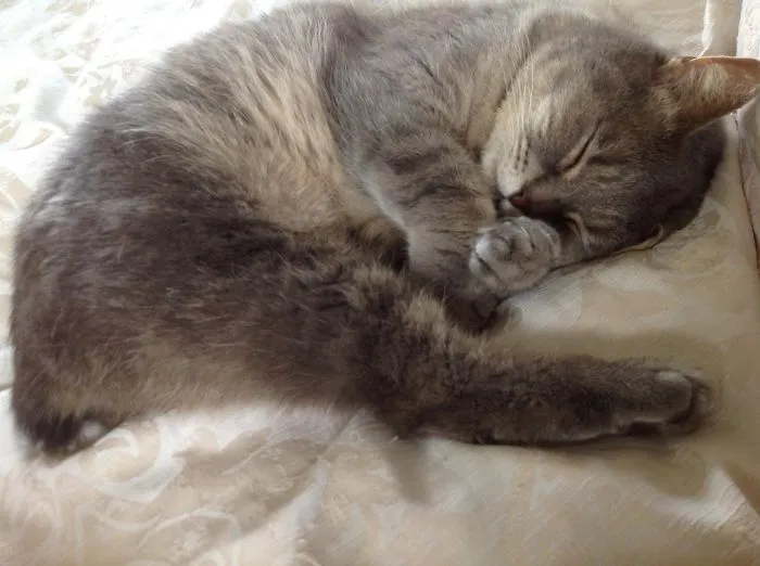 I Adopted Bubbles, He's 7, With No Tail And Just 3 Legs... And We Love Him To Bits :)