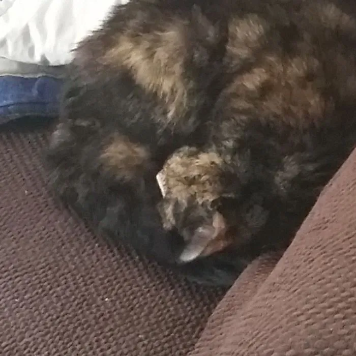 Callie Was 6 When I Adopted Her From A Shelter, Three Years Ago.  She's Cuddly Sweet Girl.