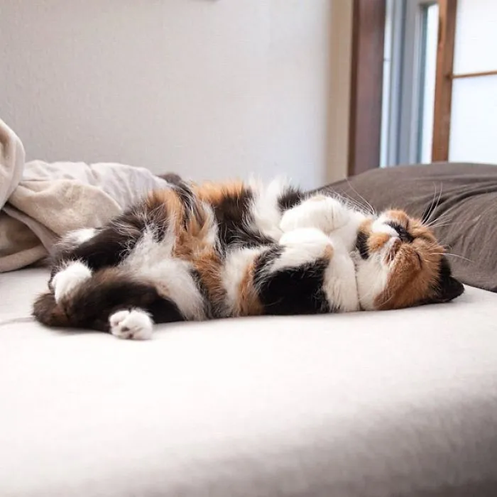 Sleeping Kitten
