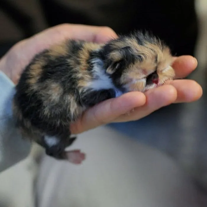 Sleeping Kitten