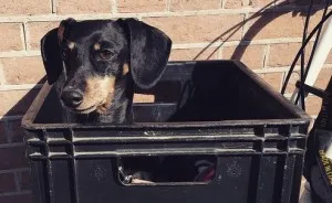 Dogs In Amsterdam