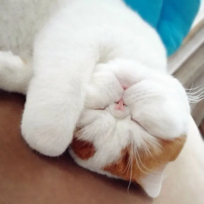 Sleeping Kitten