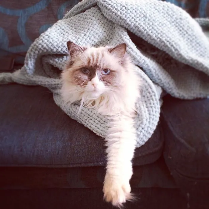 This Is Honey. She Was Four When We Got Her. She's Not Eight And My Best Friend