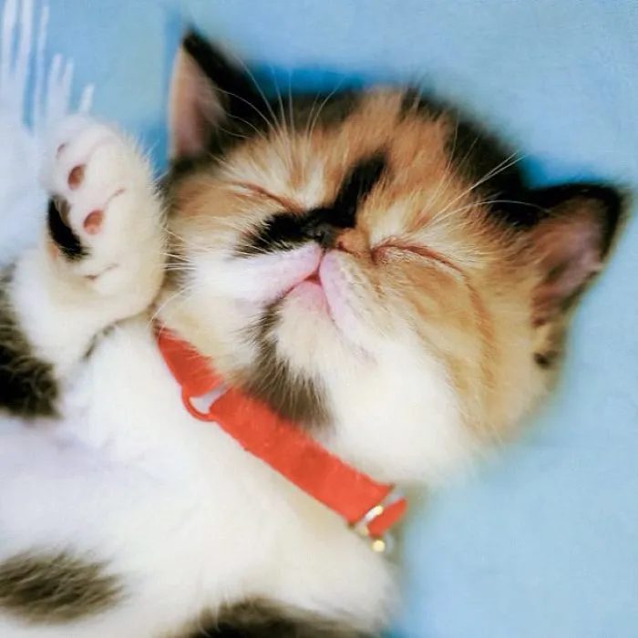 Sleeping Kitten