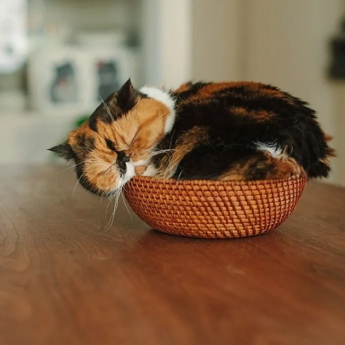 Sleeping Kitten