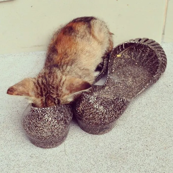 Perfect For Kitten
