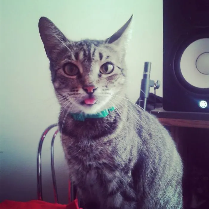 Mitzi. She Is About 8 Years Old And She Adopted Us.