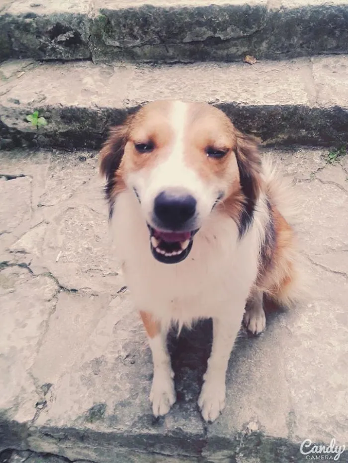 Happy Dog
