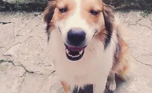 Happy Dog