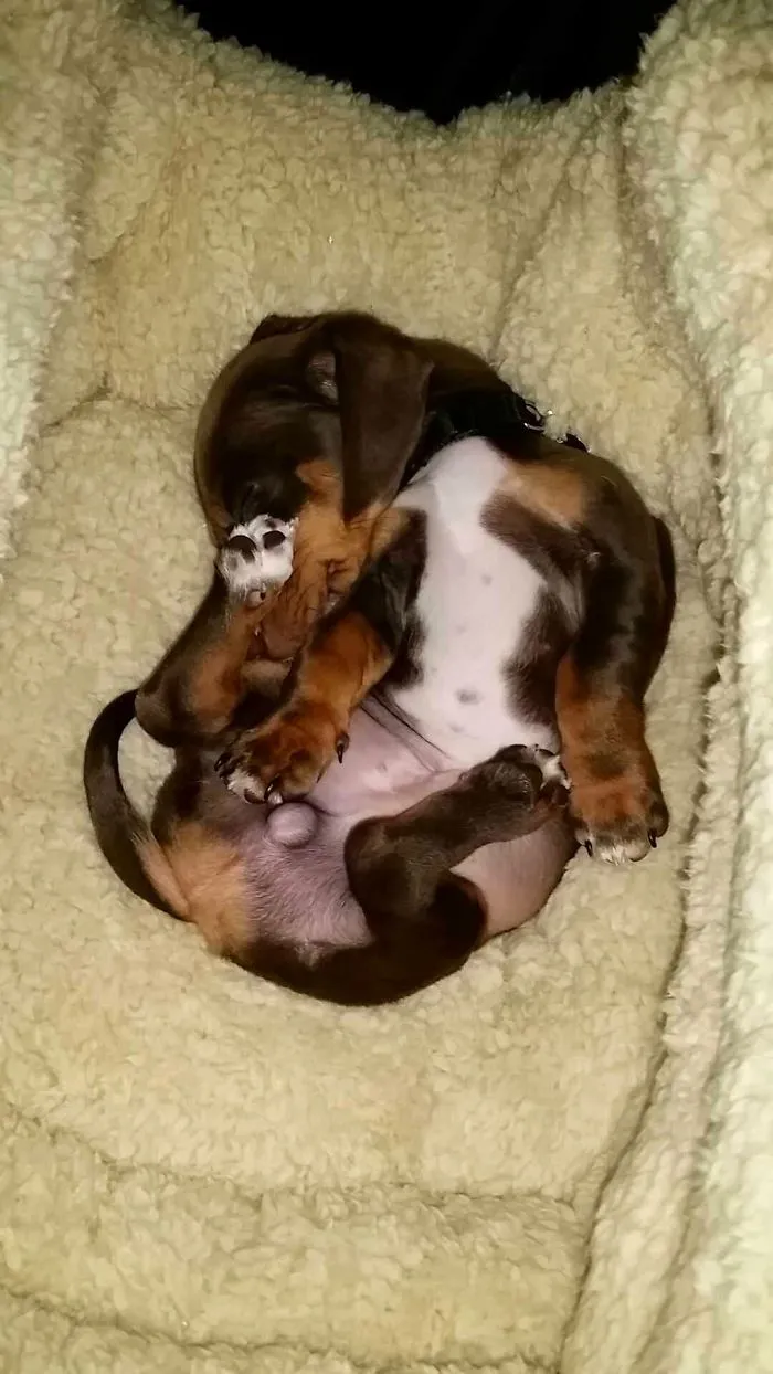 Maestro Sleeping In His New Bed