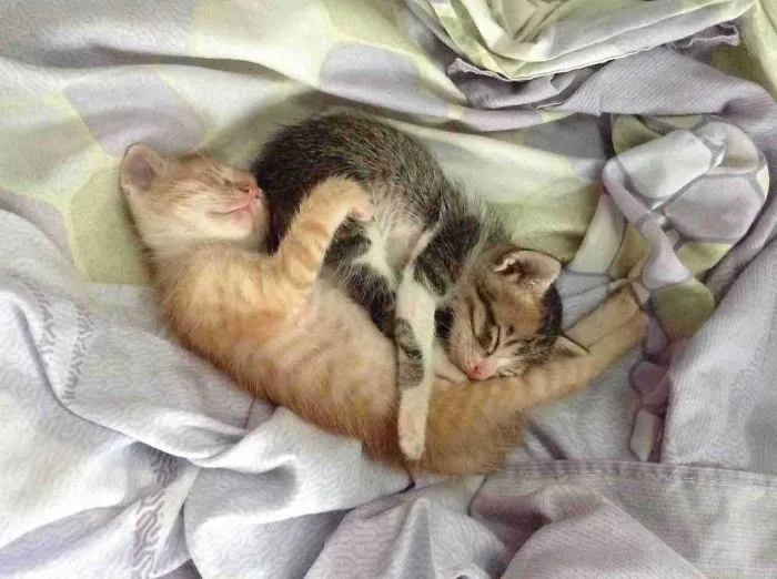 Snuggle Buddies