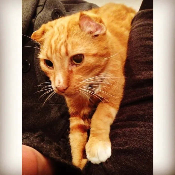 My Darling Chas Who I Adopted At 14 With An Endless List Of Health Issues. Still Miss Him :(