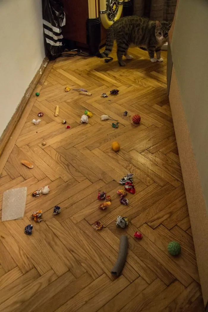 Dovlecel, Stashing All Sorts Of Things Under The Couch. Now I See Where My Bagel Was Gone.