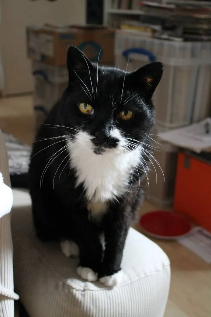I Adopted The Oldest Cat In The Shelter And I'm Totally In Love With Her. Gatto 11+