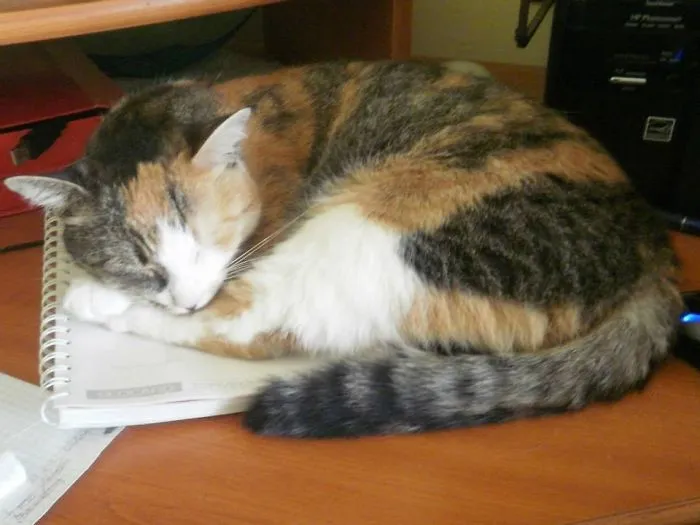 We Got This 5-6 Years Old Soft-furred Lady When She Lost Her Former Servants