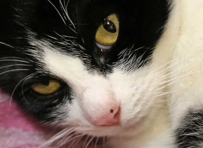 A Mama Cat Rescue