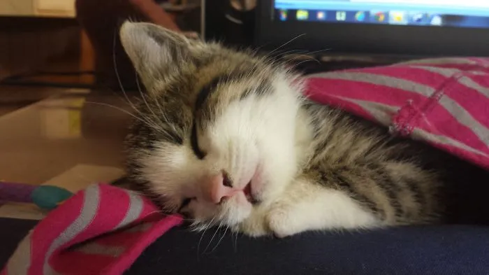 Sleeping On The Job!