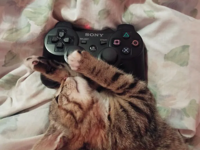 Gamer Cat