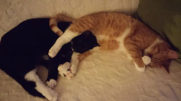 Comfy Pillow
