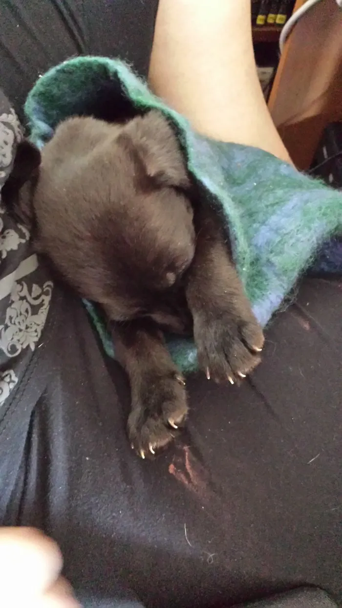 Pooch In A Pouch