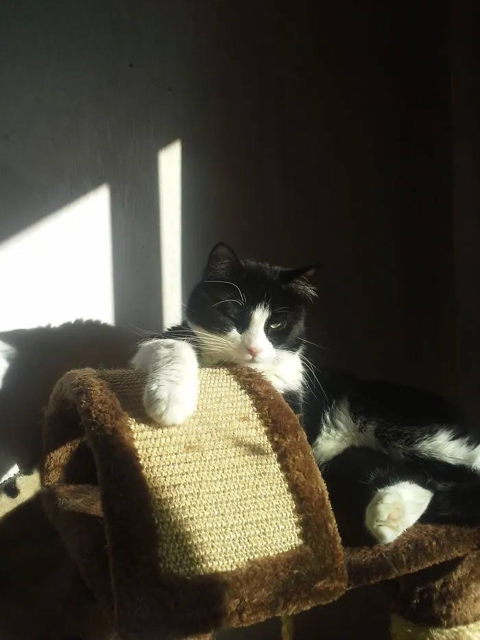 We Weren't Looking For A Cat Like Him.. But Luckily Viljo 10+ Made It Clear That He Chose Us.