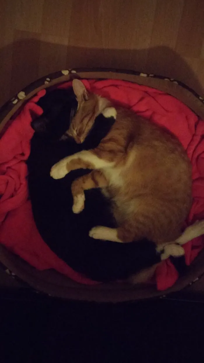 Brothers Love