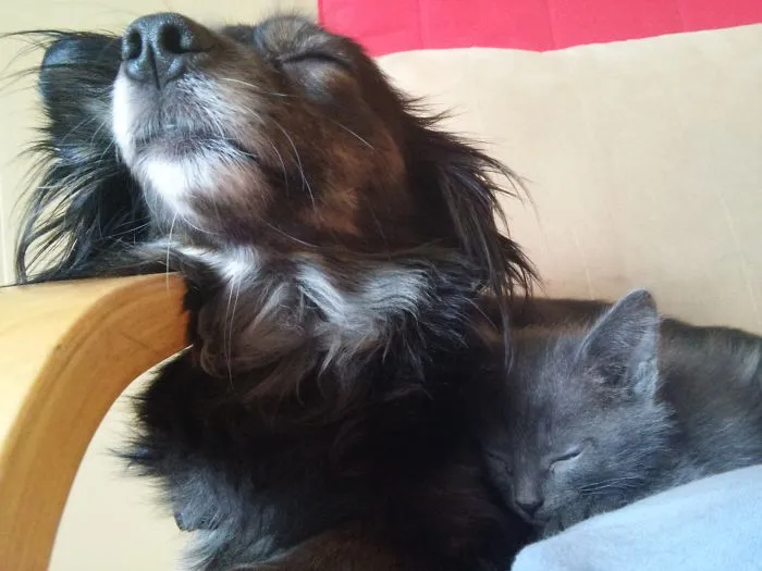 Best Friends Nap