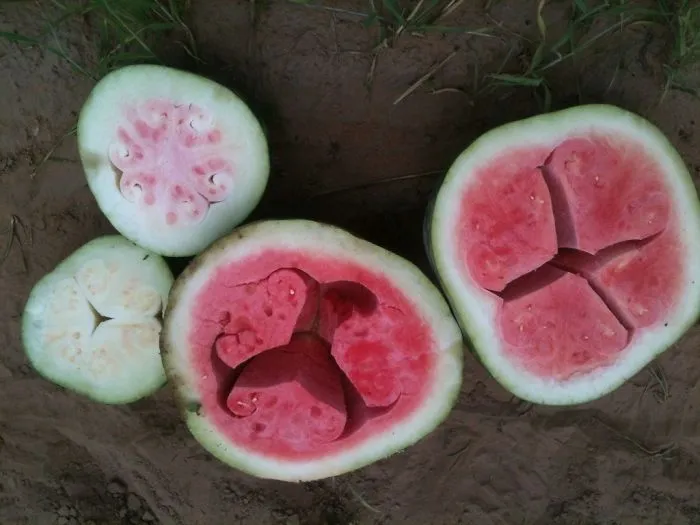 Watermelon