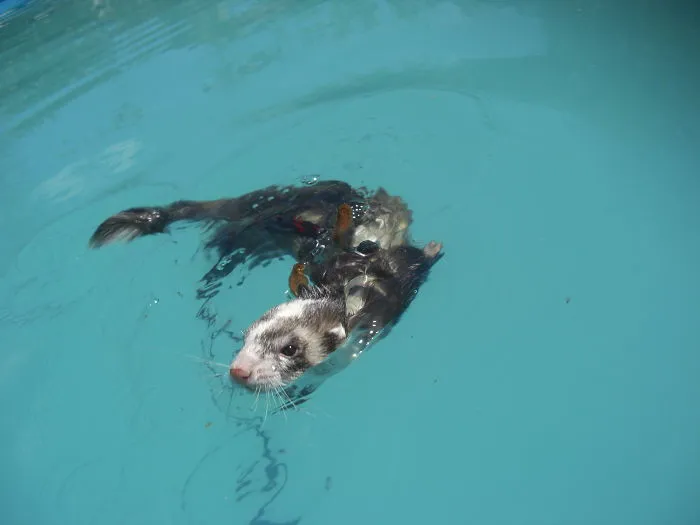 Lizzy Hates Baths But Loves Swimming