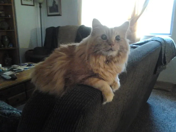 6 Years Ago We Adopted This 7 Year Old Sweetheart,  Rupert.