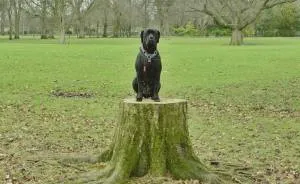 Our Rescue Cane Corso, Loves Sitting On Things