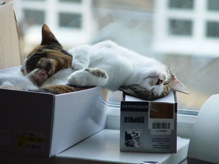 Comfortable Enough Kitties