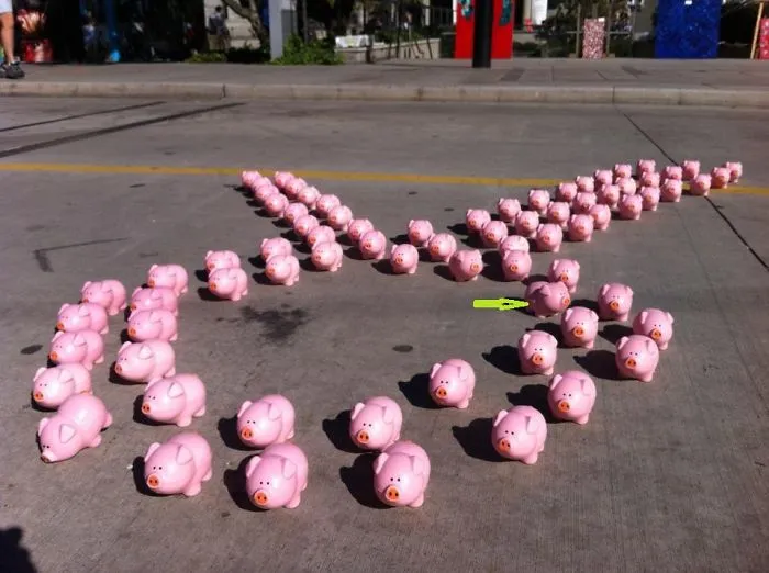 Pigs