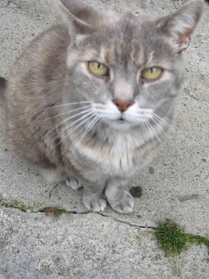 Stella Was 15 When We Adopted Her. We Had Her For 5 Years And Loved Her To Bits.