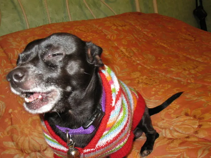 Weazie Loves To Sing.