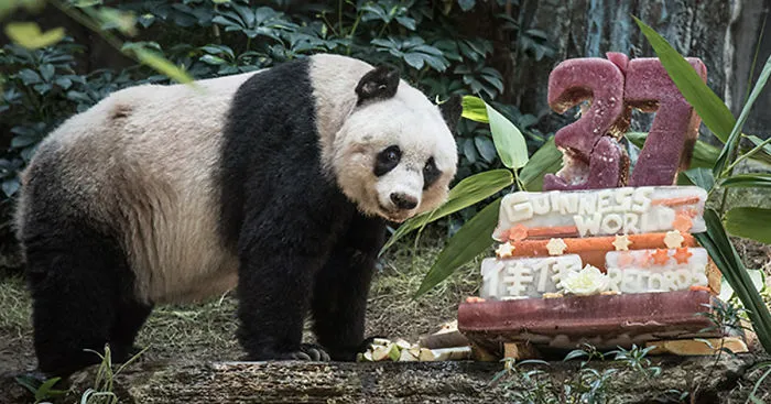 World’s Oldest Panda Celebrates 37th Birthday And Sets Guinness World Record