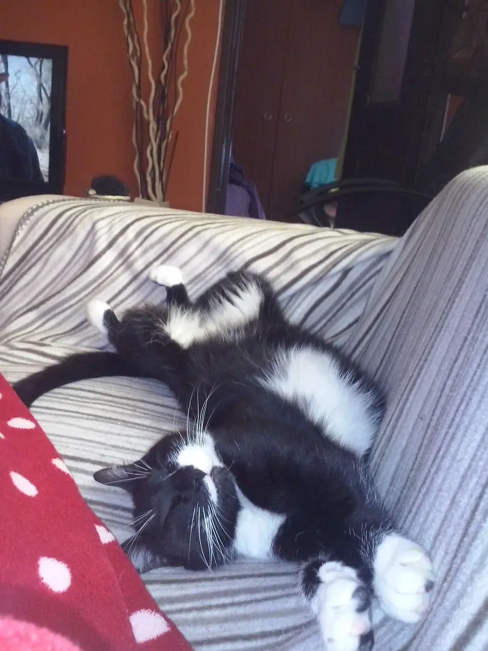 Zzzzzzzz Cat